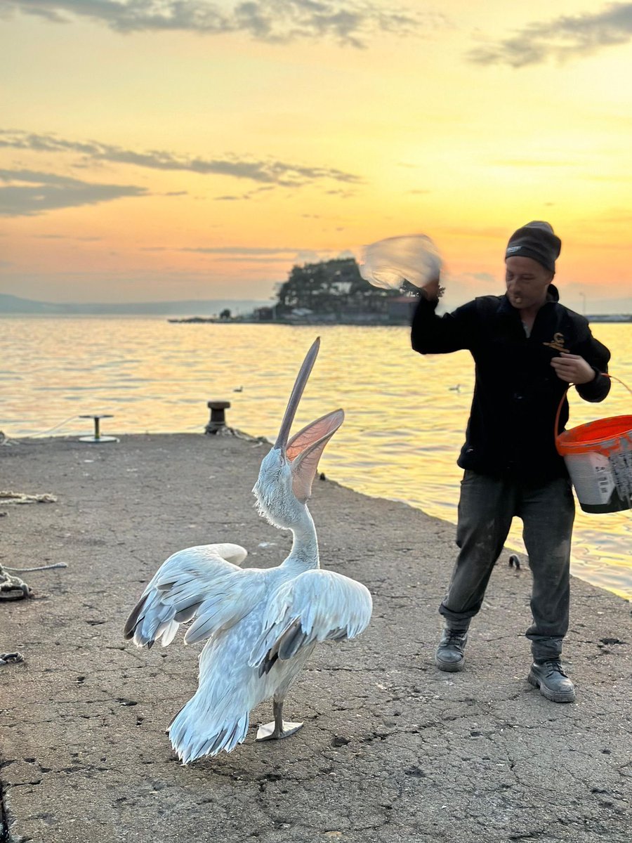 🐦 Balıkesir Erdek’te sürpriz bir şekilde sahile gelen pelikan, bölge sakinlerine keyif dolu anlar yaşattı.