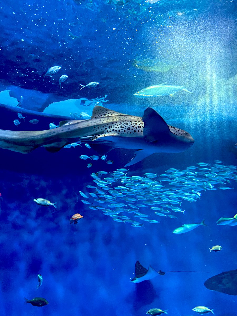 mahiyoru's tweet image. #わたしのパワースポット

水族館✨️悩み事とか考え事した時は
海に行くか水族館に行きがち🤣