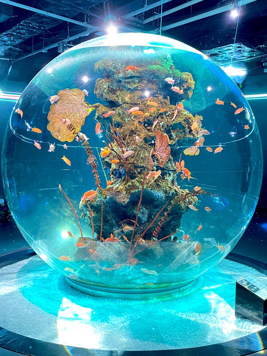 mahiyoru's tweet image. #わたしのパワースポット

水族館✨️悩み事とか考え事した時は
海に行くか水族館に行きがち🤣