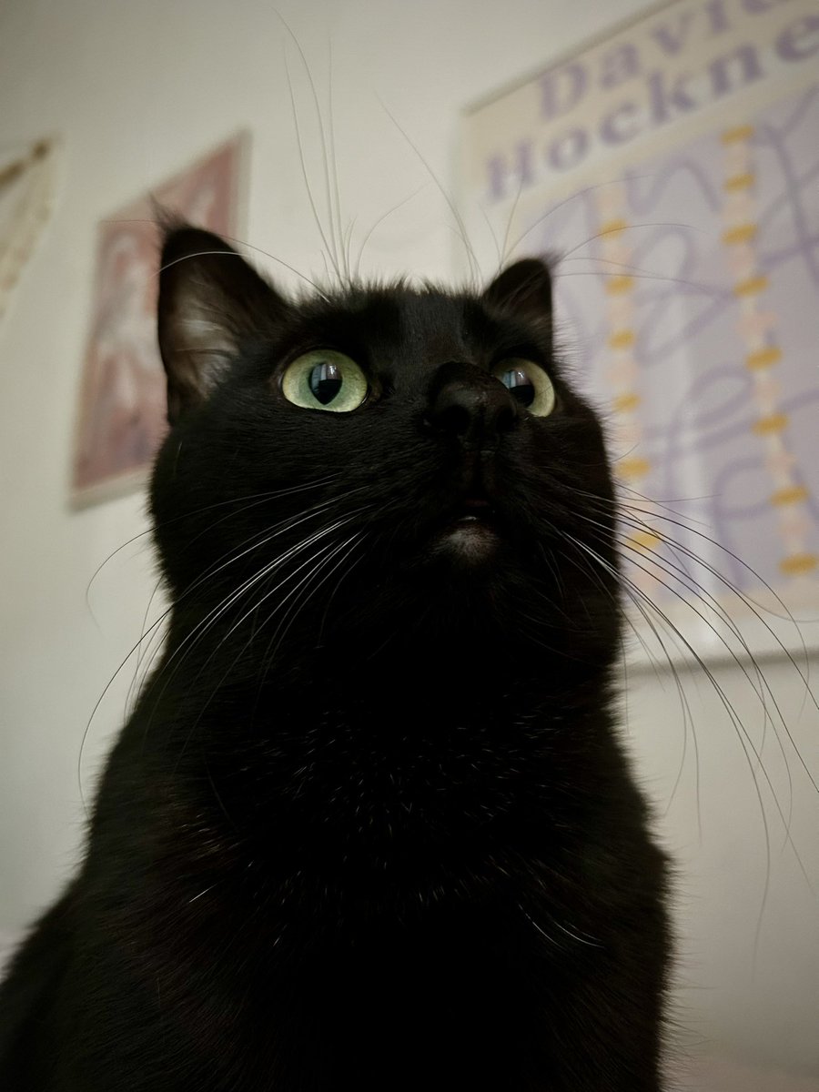 narkazal_ludyna's tweet image. Коли хотіла дрихнути в ліжку до обіда, але в нього вже були якісь плани з самого ранку 😒