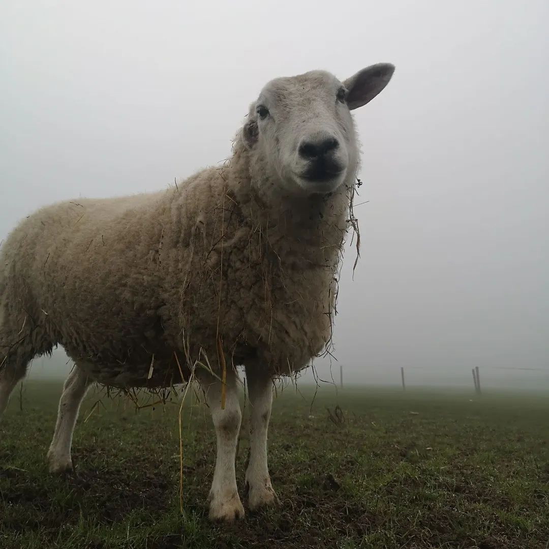 fars_sanctuary's tweet image. These sweet babies are safe forever 💖 

They will never experience harshness, disrespect, or the ultimate betrayal 🤗 

They will never step into a death truck 🙏

They will only ever hear kind voices &amp;amp; feel gentle hands upon them ❤️

#TwistySheep
#CloudSheep
#VeganForThem