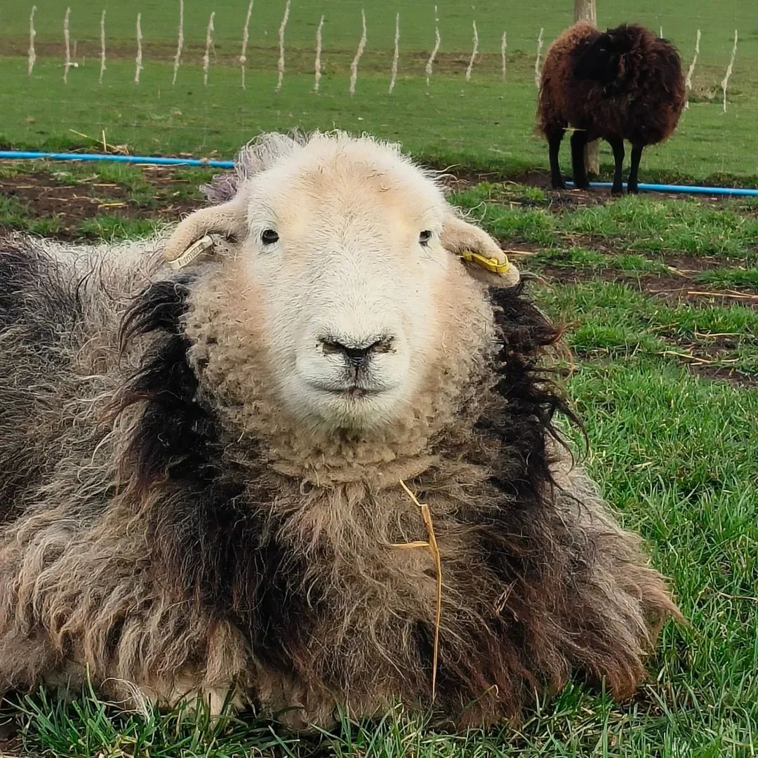 fars_sanctuary's tweet image. These sweet babies are safe forever 💖 

They will never experience harshness, disrespect, or the ultimate betrayal 🤗 

They will never step into a death truck 🙏

They will only ever hear kind voices &amp;amp; feel gentle hands upon them ❤️

#TwistySheep
#CloudSheep
#VeganForThem