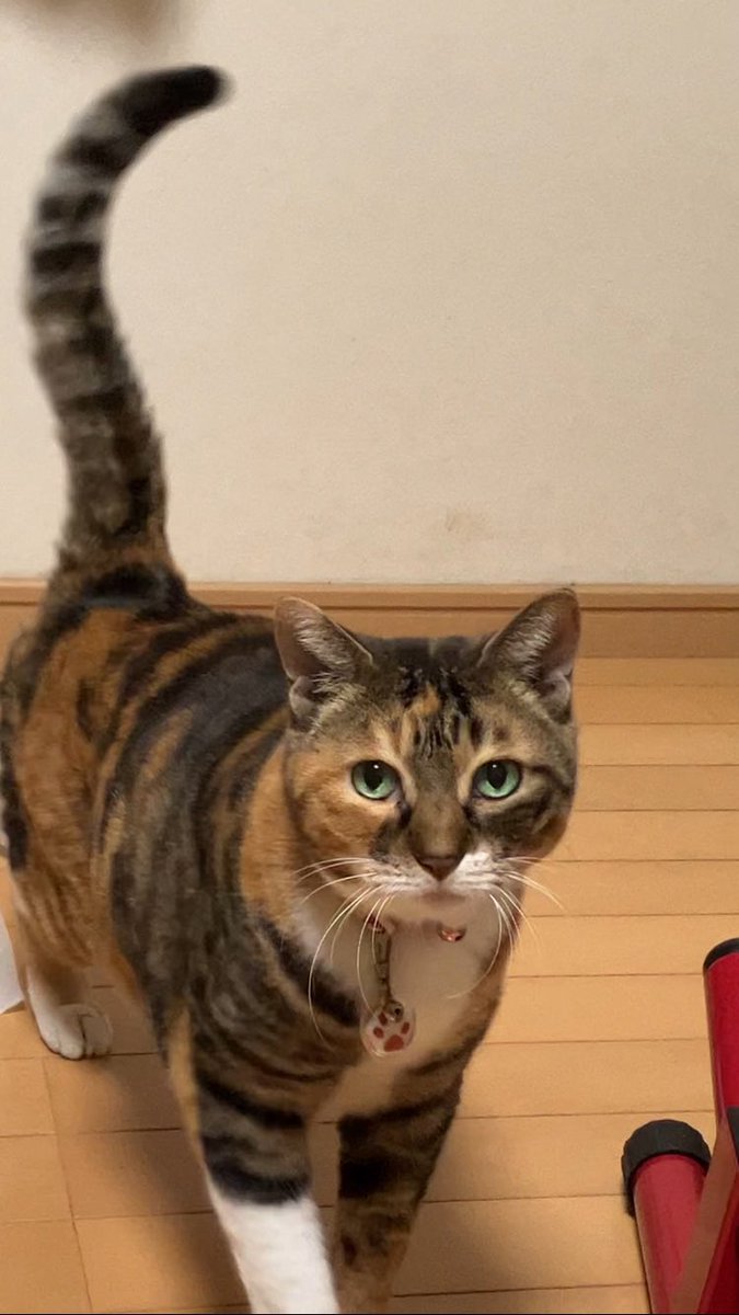 ぎんちゃんのママ (@gintyannomama) / Posts / X