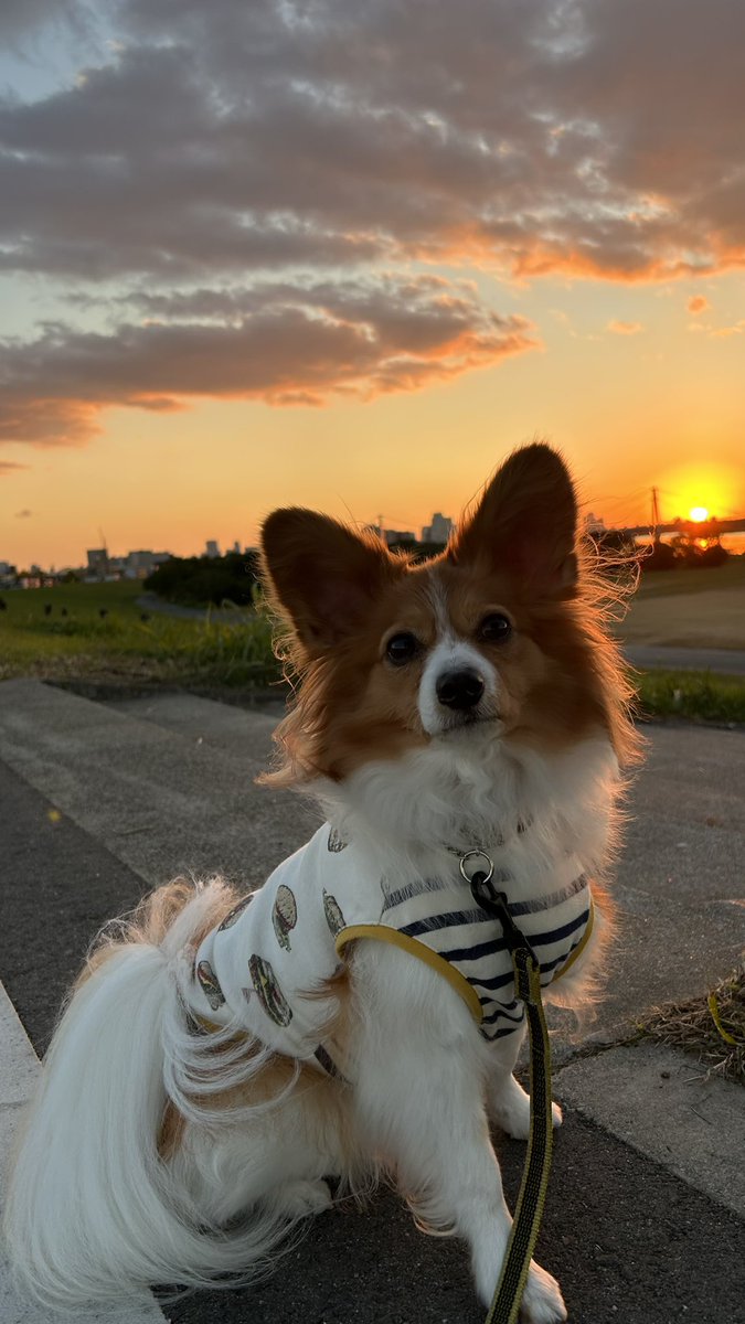 パピヨンさん　ゴトウユミコさん作品 綺麗な夕日見れた🌇 #パピヨン