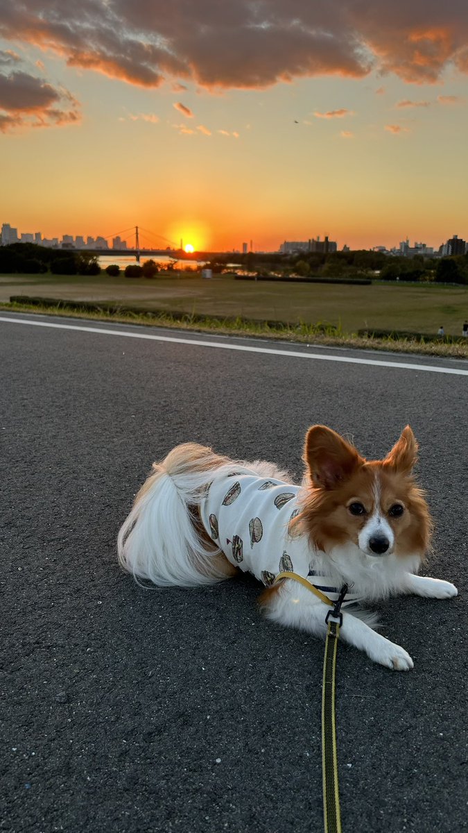 綺麗な夕日見れた🌇 #パピヨン