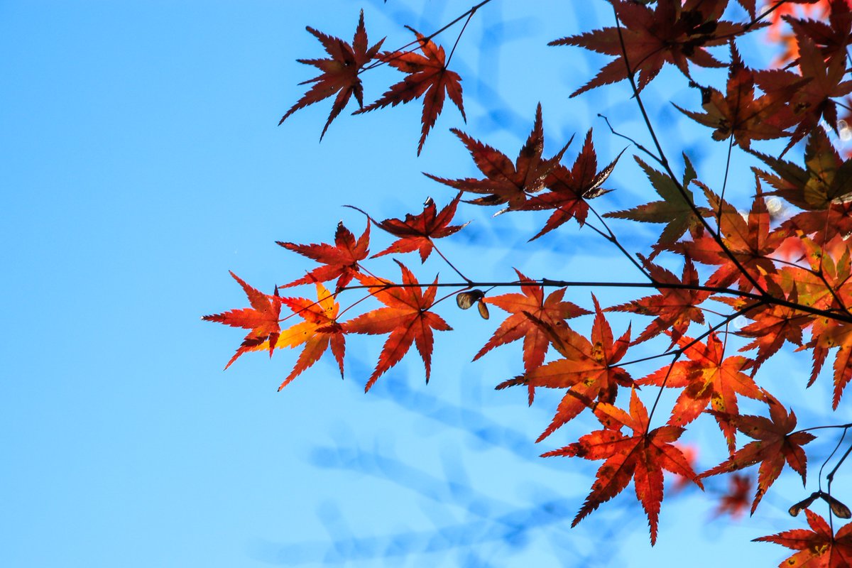 Twk4z's tweet image. 紅葉🍁観てきた
いい感じになってた☺️