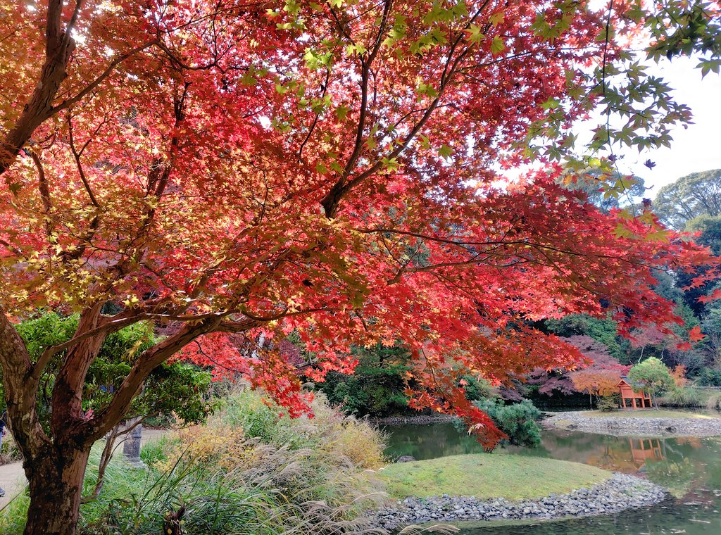 2025年1月フェスから11月日本武道館まで14公演参加出来ました🎶💕
特に初の東北、盛岡のLIVEに行けて🥰
来年は何処へ？
今日は京都、浄瑠璃寺へ