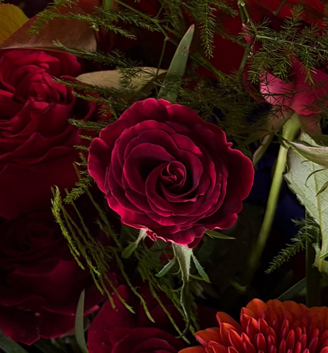 오,,참고로 블랙뷰티는 장미로도 있는데 지금 시즌에 나오고,, 벨벳미,,고급짐,,함냐