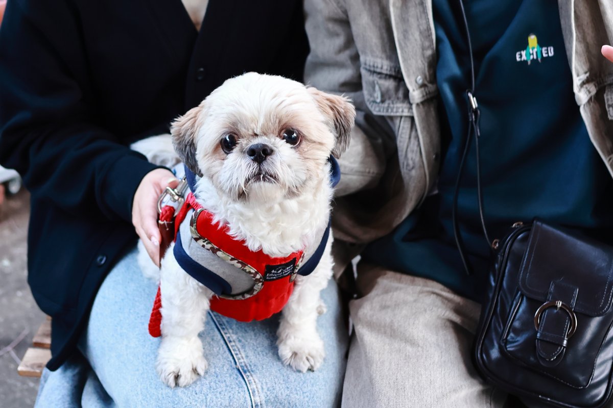 kaopapa0317's tweet image. 今日も近所の素敵なカフェで可愛いわんこ達と触れ合いました
そして最近はママやパパ（飼い主さん）と一緒に家族写真を撮っています
家族写真は、わんこのモデル代としてプリントしてプレゼントしてますけどね

EOS R6
RF28mm F2.8 STM

#お写んぽ
#今日のわんこ
instagram.com/cafe_minou_/