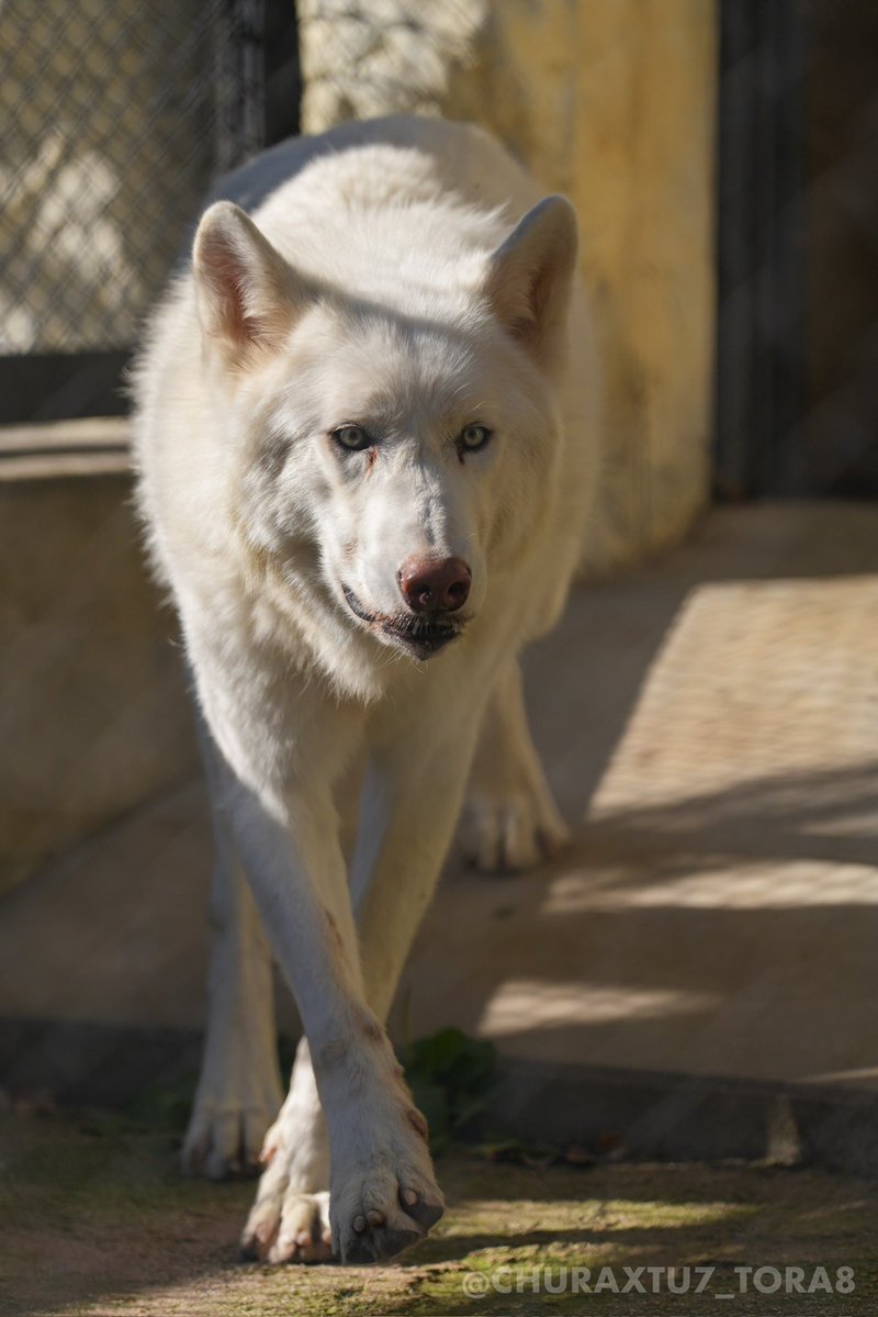 CHURAXTU7_TORA8's tweet image. ティム🐺
📷2025年11月
#東山動植物園　#シンリンオオカミ