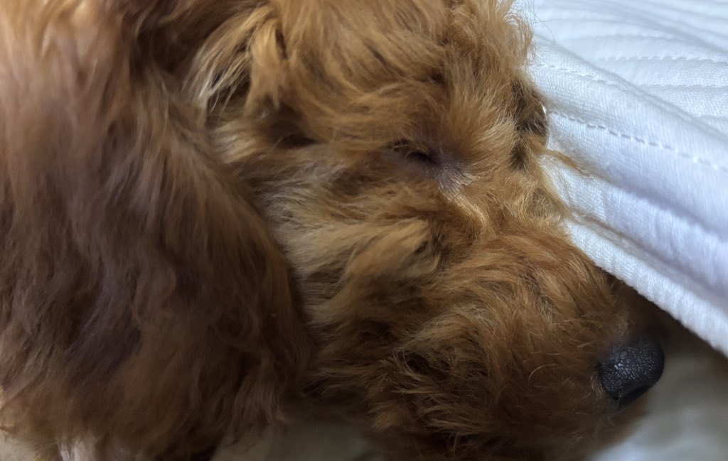 HrmPrn's tweet photo. 今日は #ペットたちに感謝する日🐶🐱🦜
先代犬のプリン🐕
虹の橋🌈を渡って昨日でもう7ヶ月💐✨
お空ではきっと沢山のお友達と楽しく
走り回ってるよね🐕 ͗ ͗︎💕︎︎
プティ🐶のことをお空から見守っててね🙏💞
#ThanksPetsDay https://t.co/lArHpo5FAL