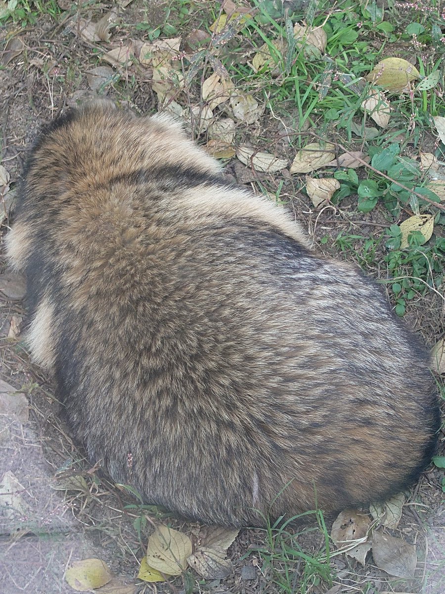 ぽんぽこ、りん (@ponpokorinkorin) / Posts / X