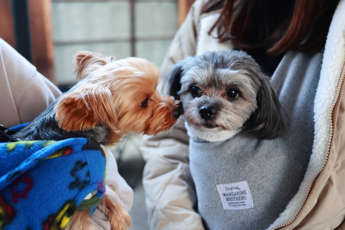 kaopapa0317's tweet image. 今日も近所の素敵なカフェで可愛いわんこ達と触れ合いました
そして最近はママやパパ（飼い主さん）と一緒に家族写真を撮っています
家族写真は、わんこのモデル代としてプリントしてプレゼントしてますけどね

EOS R6
RF28mm F2.8 STM

#お写んぽ
#今日のわんこ
instagram.com/cafe_minou_/