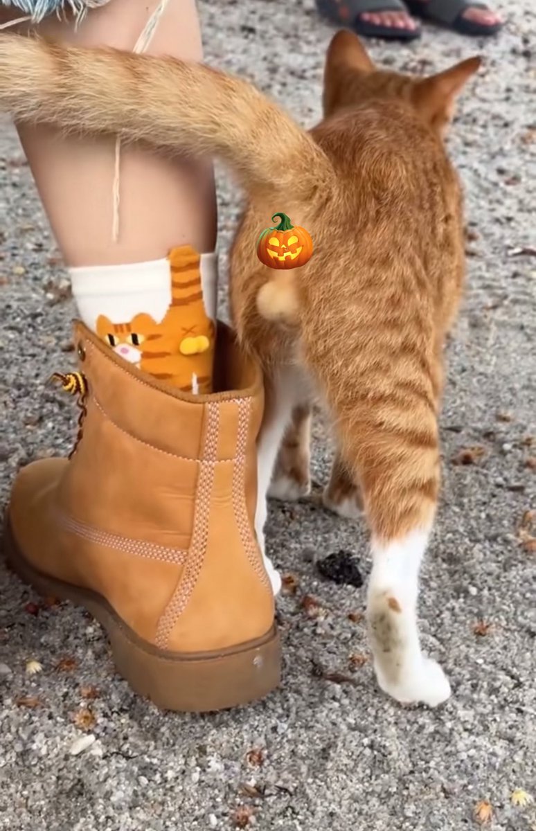 NikShariff92's tweet photo. WEHH SO CUTE THIS SOCKS!!😭🤣😻 https://t.co/ZYjIbvT4Je