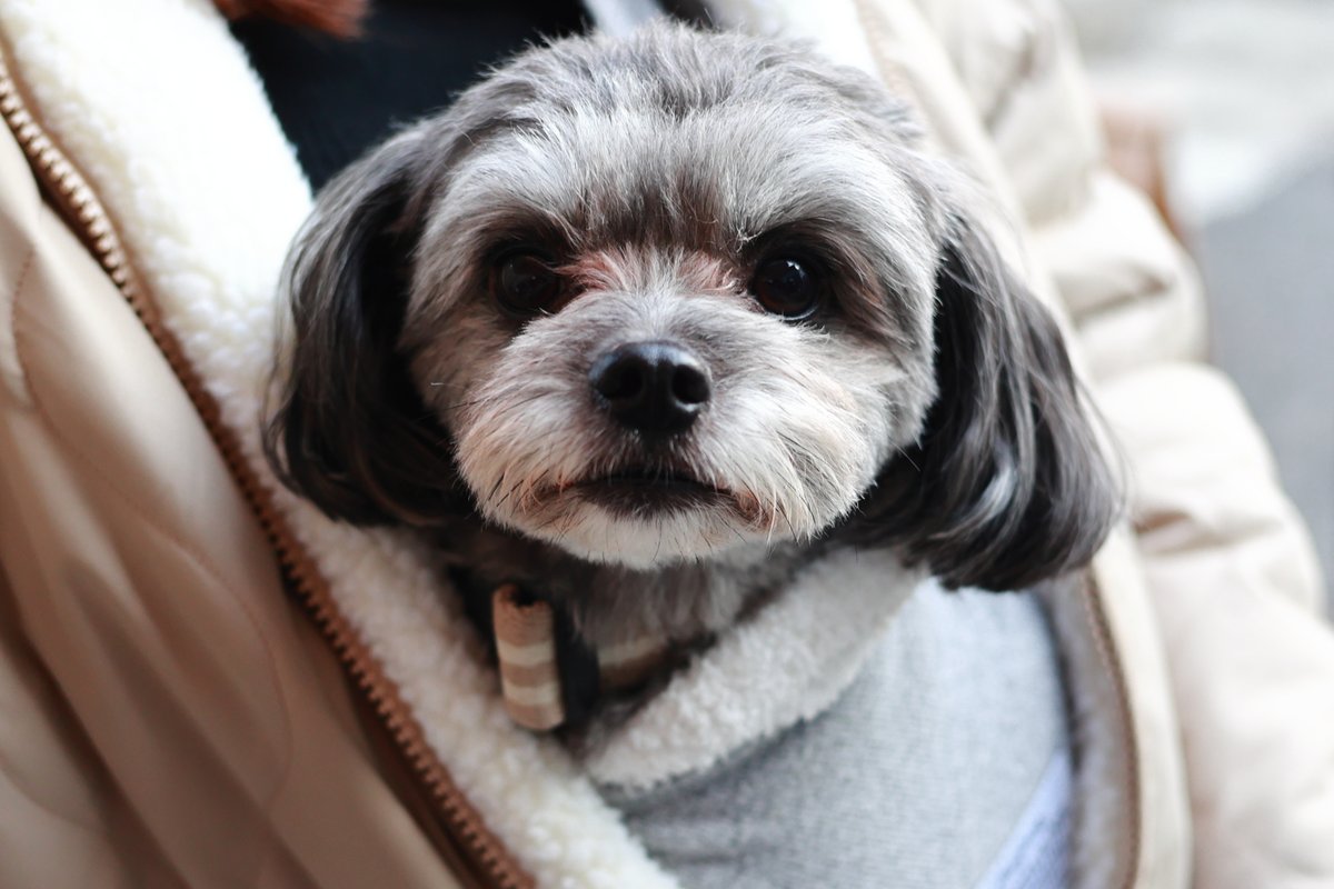 kaopapa0317's tweet image. 今日も近所の素敵なカフェで可愛いわんこ達と触れ合いました
そして最近はママやパパ（飼い主さん）と一緒に家族写真を撮っています
家族写真は、わんこのモデル代としてプリントしてプレゼントしてますけどね

EOS R6
RF28mm F2.8 STM

#お写んぽ
#今日のわんこ
instagram.com/cafe_minou_/