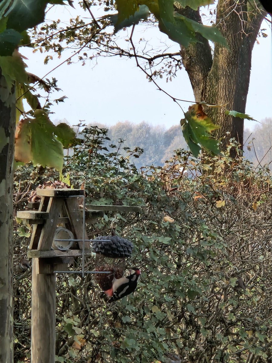 Kijk eens wie daar is 🤩 #specht