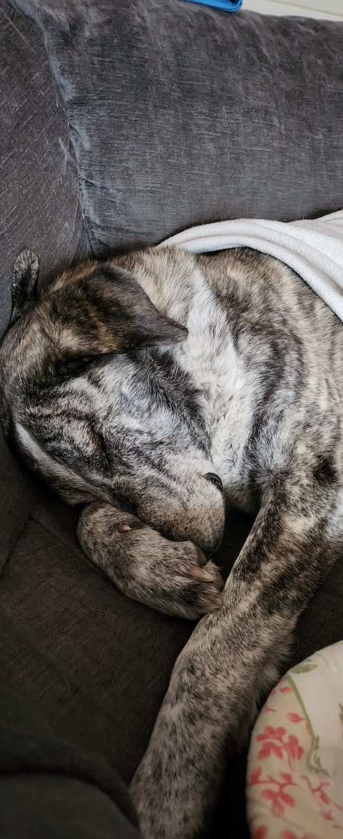 Sandford_Ambo's tweet image. We shall see your lab and raise you a spanish mastin. A cattle protector that is afraid of cows and whose farts are so bad she covers her own nose!