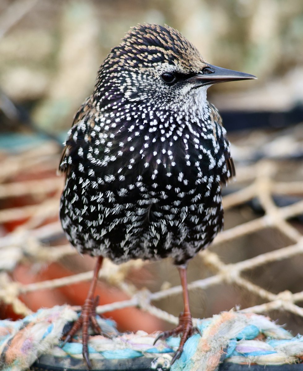 Photos2Print's tweet image. Full on winter plumage Common Starling. Is it me or do the speckles almost look like snow flakes? #birds #birdphotography #birdsseenin2025 #canonphotography