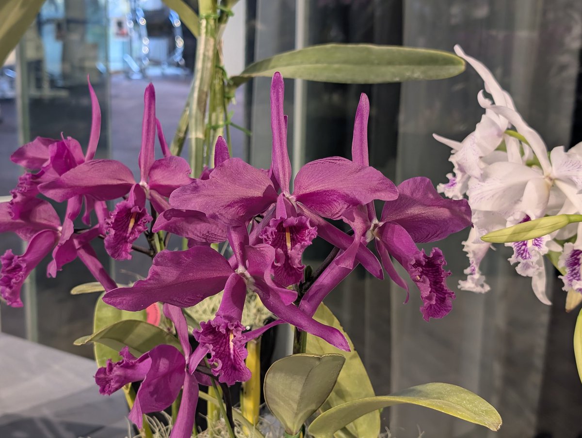 タイムサービス2千円引 トツクリキワタ　観葉植物　盆栽向け❗️ ピラカンサ(トキワサンザシ)/盆栽、多肉植物、塊根植物、観葉植物通販