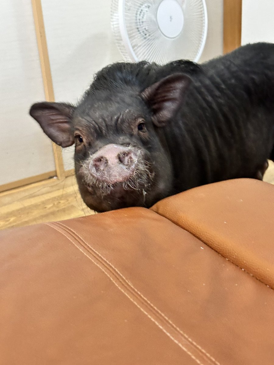 とんかつ tweet media