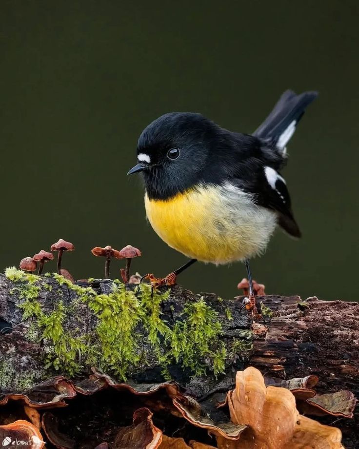 birdscolour56's tweet image. 