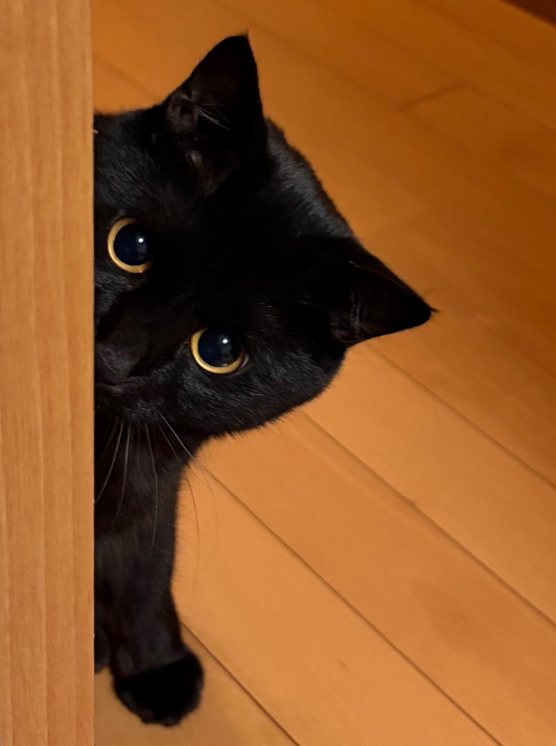 uni_kuroneko's tweet image. ちらっ。

#黒猫