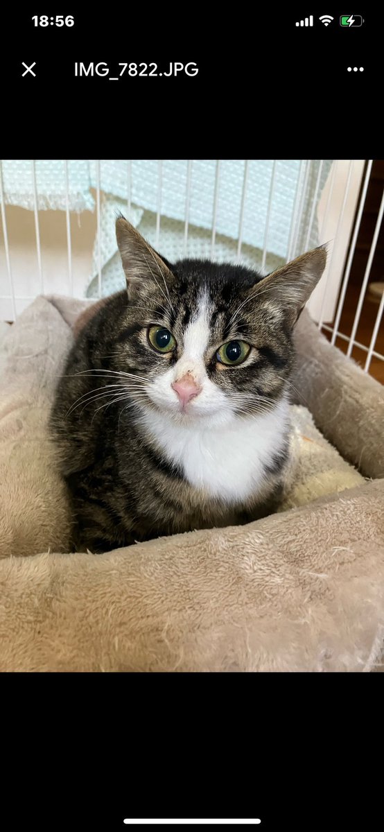 kawa_neco_suki's tweet photo. 以前紹介しました　
遺棄現場負傷子猫さん　
1.8kg 男の子　推定6ヶ月です　
脚は骨折していません　
皮膚がずれていて肉球に怪我があり　
治療中です。人慣れ凄く出来ています　
里親様募集中です。お問い合わせ宜しくお願いします。　#岡山県津山市　#遺棄現場保護猫　#里親様募集中 https://t.co/flETuRV5V6