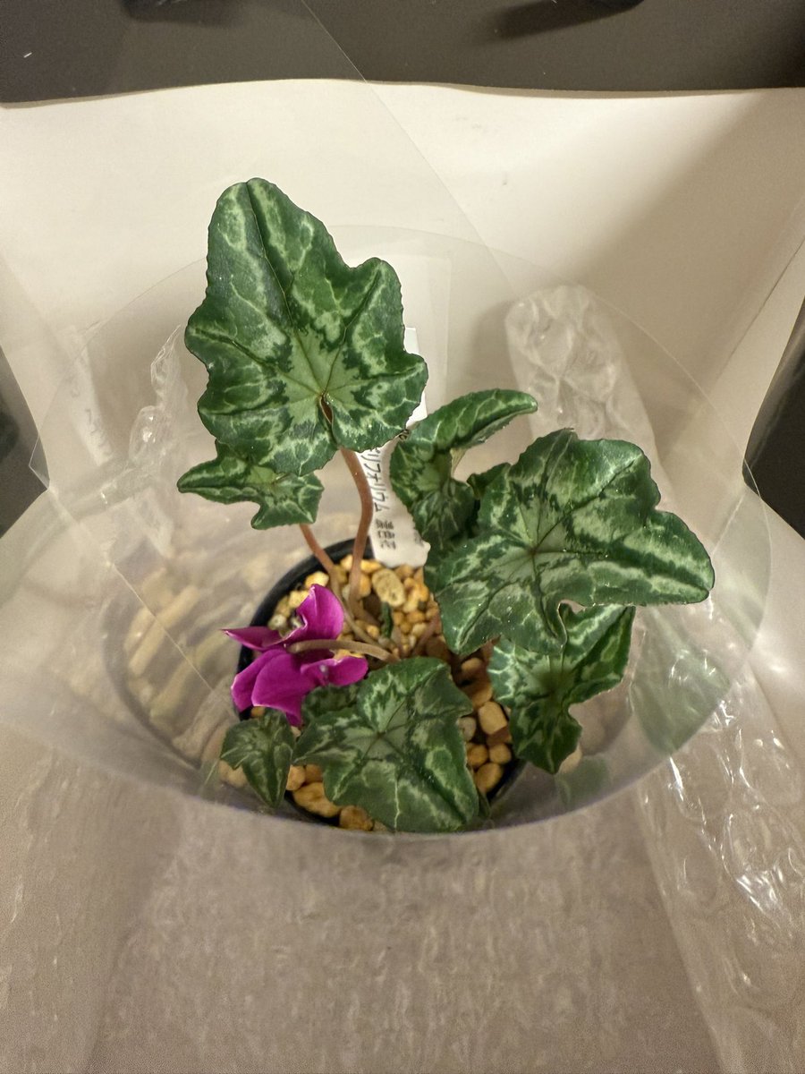 タロ (@z0dJqsUjYRGpzMZ) / Posts / X