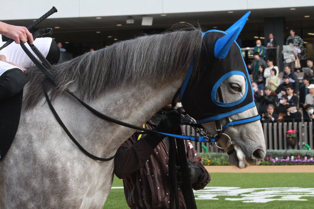 5umauma's tweet photo. 2025.11.22 🐎京都🐎比叡ステークス

二日酔いだったけどイヤサカちゃん見たら治ったˆ ඉ́  ̫ ඉ̀ ˆ

今日も可愛い！お疲れ様でしたᐡ⸝⸝> ̫ <⸝⸝ᐡ https://t.co/j74VyRVK20