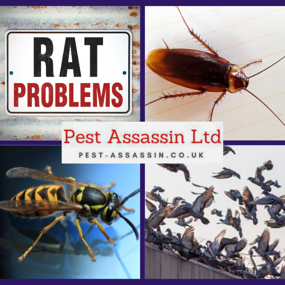 LaurelLeafChat's tweet image. 🍃🐀🪳🐝 Pests can pose serious health risks &amp;amp; damage property. Trust Pest Assassin to deliver tailored pest management solutions to protect your premises. Call today for a quote 🔗 bit.ly/3wjg1K9
#PestControlNorthLondon #RatInvasion #CarpetBeetles #FinchleyPestControl