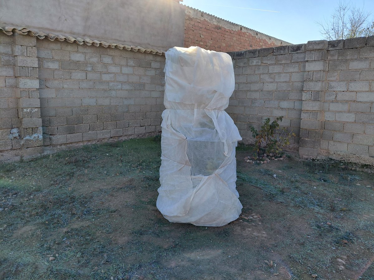 FelipeLoSeMa's tweet image. Ya que empezó el frio hay que proteger los frutales mas indefensos para este clima, haber si aguanta el limonero y el naranjo 🙏 hoy descanso al entrenamiento 😅😊