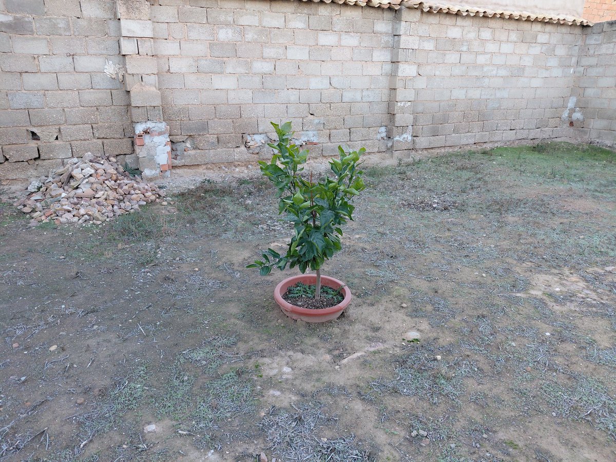 FelipeLoSeMa's tweet image. Ya que empezó el frio hay que proteger los frutales mas indefensos para este clima, haber si aguanta el limonero y el naranjo 🙏 hoy descanso al entrenamiento 😅😊