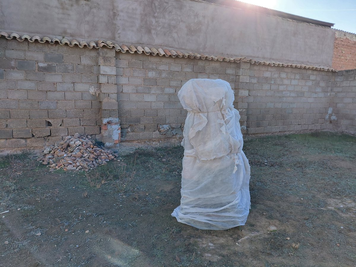 FelipeLoSeMa's tweet image. Ya que empezó el frio hay que proteger los frutales mas indefensos para este clima, haber si aguanta el limonero y el naranjo 🙏 hoy descanso al entrenamiento 😅😊