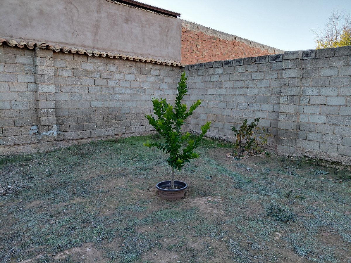 FelipeLoSeMa's tweet image. Ya que empezó el frio hay que proteger los frutales mas indefensos para este clima, haber si aguanta el limonero y el naranjo 🙏 hoy descanso al entrenamiento 😅😊