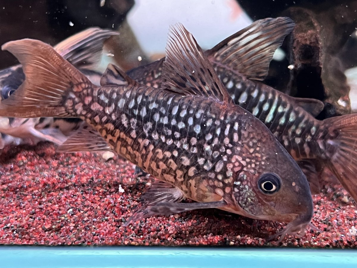 kimuraebinamazu's tweet image. アルビノパンタナルエンシスって結局柄出た人いるんかなあ？
柄の出方が神秘的と書かれた販売サイトを見たのですが、神秘的な柄とは…？？
とりあえずアルビノで無いパンタとゲルイの写真を貼っておこう😄
#コリドラス