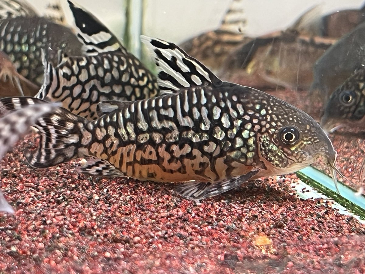 kimuraebinamazu's tweet image. アルビノパンタナルエンシスって結局柄出た人いるんかなあ？
柄の出方が神秘的と書かれた販売サイトを見たのですが、神秘的な柄とは…？？
とりあえずアルビノで無いパンタとゲルイの写真を貼っておこう😄
#コリドラス