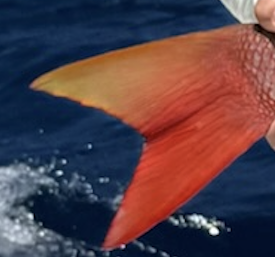 We can tasted dinner already.... Who can guess what kind of fish this is? Let us know in the comments!