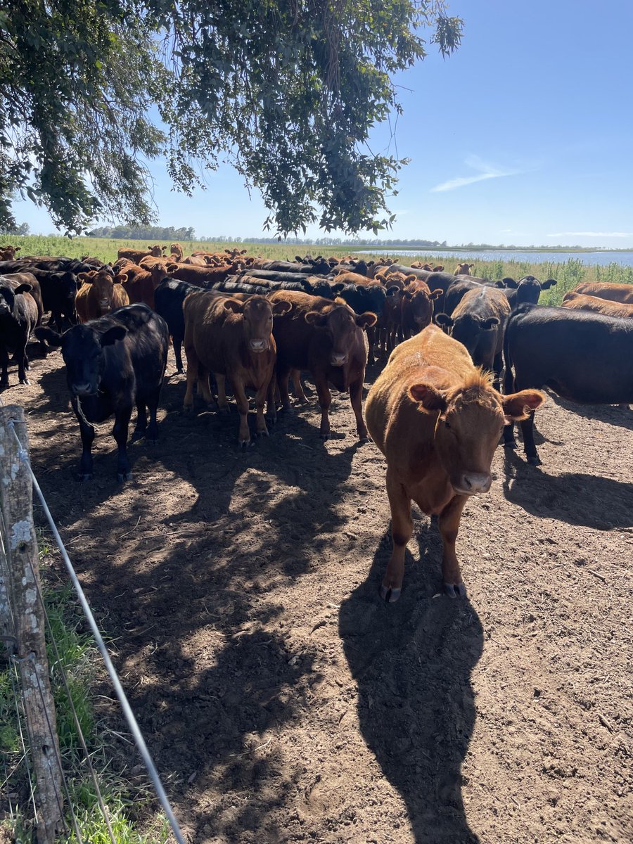 Lote 15 meses en servicio