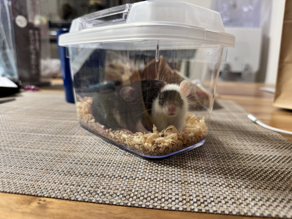 ★激レア★　シャイニングアークス　関係者支給プラクティスピステ ☆激レア☆ シャイニングアークス 関係者支給プラクティスピステ ☆激