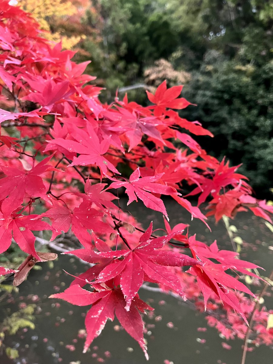 wakabayashi__'s tweet image. ラブハン南丹市園部町へ初上陸！秘密の隠れ家でリハを終え、フラリ訪れた龍穏寺で「もみじ達の美しさ」にぶちのめされ🍁…
そして明日はこれです、古民家カフェにて「五美ひろえ」姐さんとガッツリツーマンライブであります！
お越しの方は是非「龍穏寺」までのもみじ散歩もおすすめです❤️