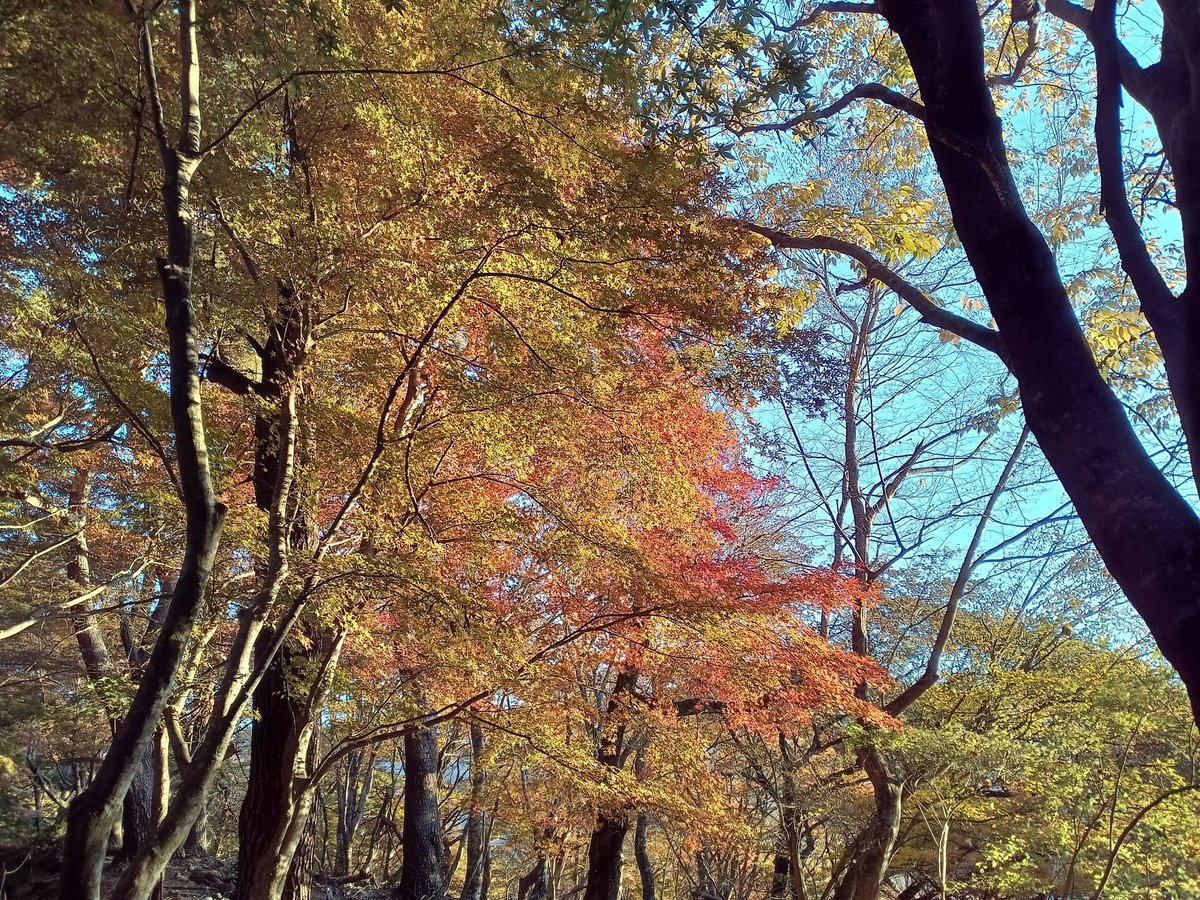 Senba_39's tweet image. いつもの場所。
毎回会うリスペクトレジェンドが珍しく休憩してたので10年ぶりくらいに話しかけたら蛭ヶ岳1700回でやめられないと。
大倉尾根は山もだけと人も奥が深い。
中毒性があるよね。