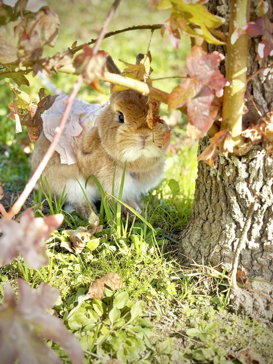 娘とキャロ連れて公園へ
秋のうさんぽ満喫してきました🐰
お天気も良くて背中ぽかぽか☀️
寒くなる前に行けてよかったです！

#うさぎのキャロル