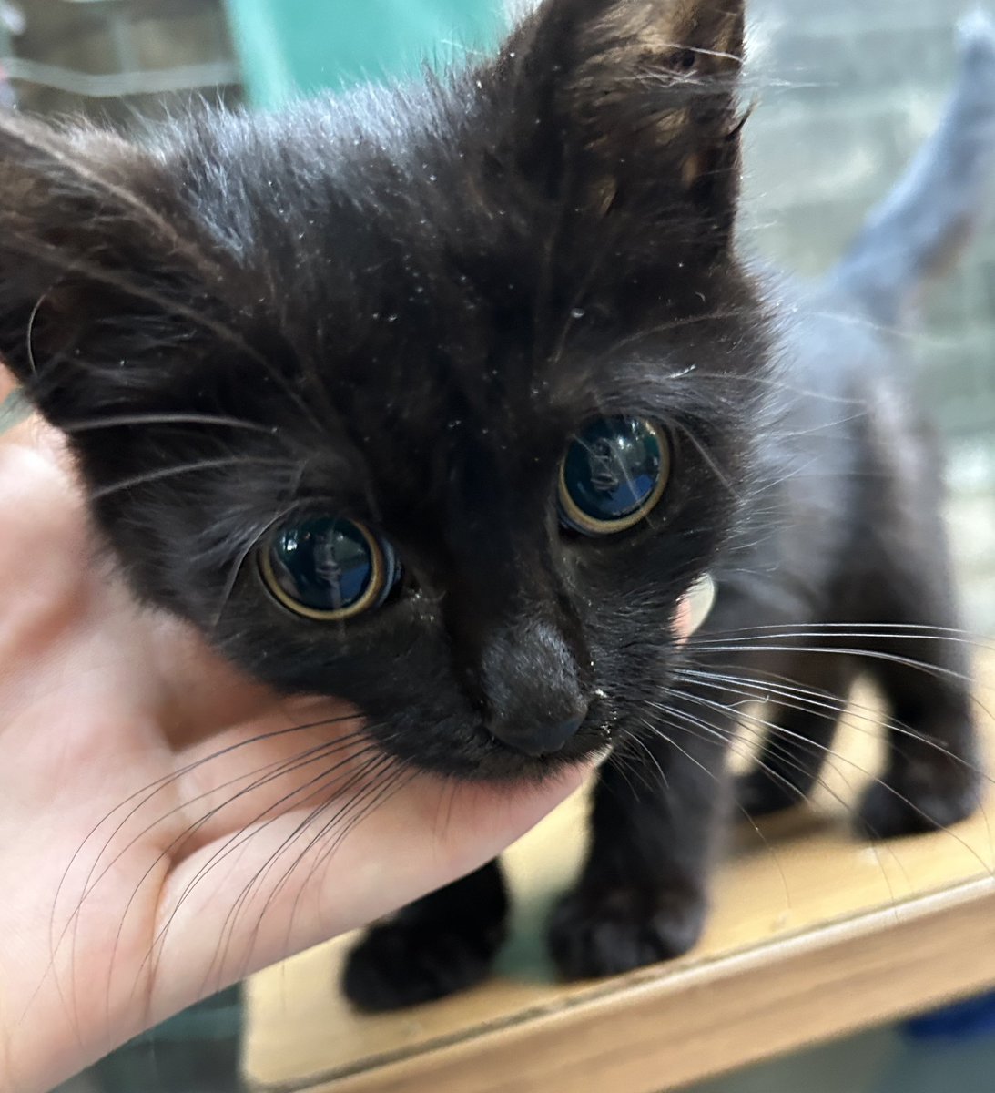 CABUK BU DUGME GOZLUYE EV ARKADASI!!!!!!!!