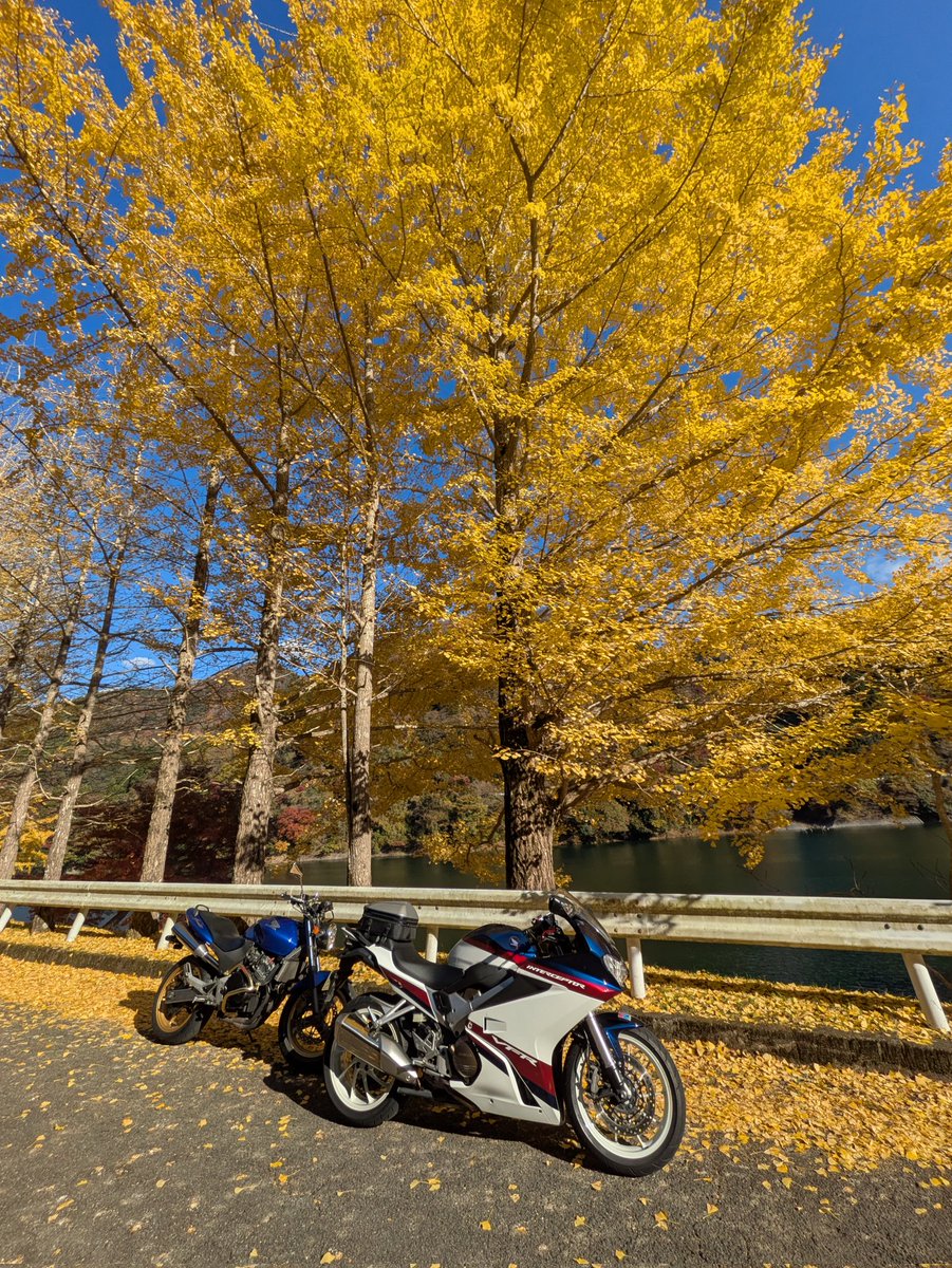 take_781's tweet photo. 今日は丹沢湖周辺に行ってきました。イチョウの葉が美しいかったです。 https://t.co/1kY1MEBIqE