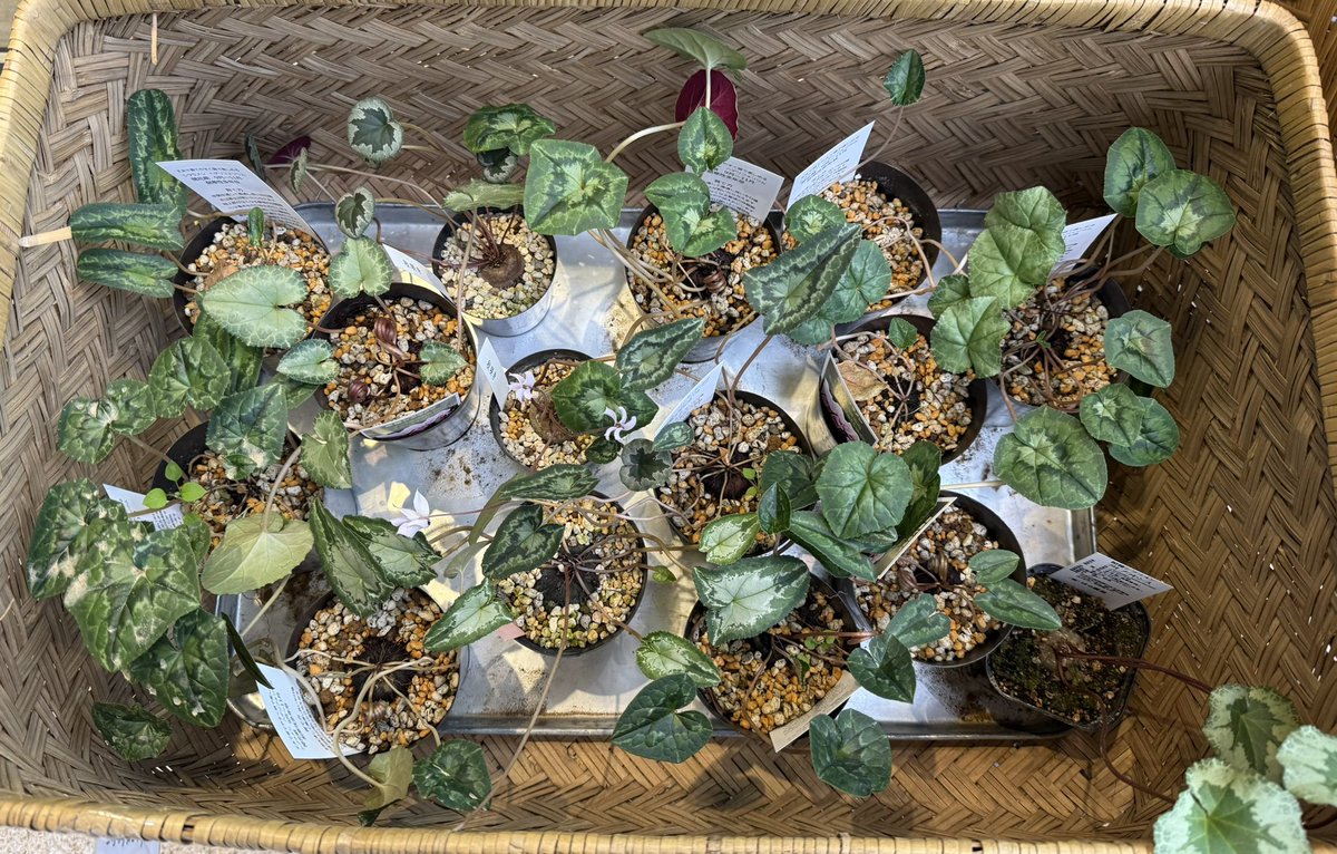 タロ (@z0dJqsUjYRGpzMZ) / Posts / X