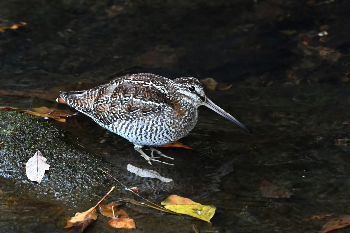 帰ってきた
2025/11/22