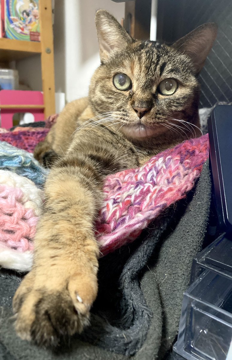 寝違えた首に動くたび変な声出してたら
どうした人間って猫がこっちみてる。
顔丸いねぇ君