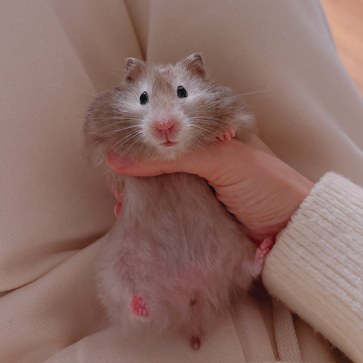 SUPER 𝑷𝒓𝒆𝒕𝒕𝒚