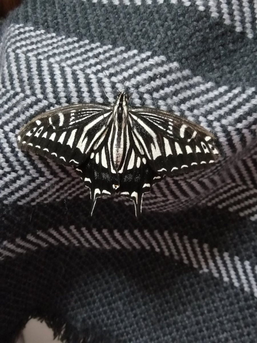 蝶の羽は派手に見えるが、こうした場所だと迷彩になってる。木陰でも