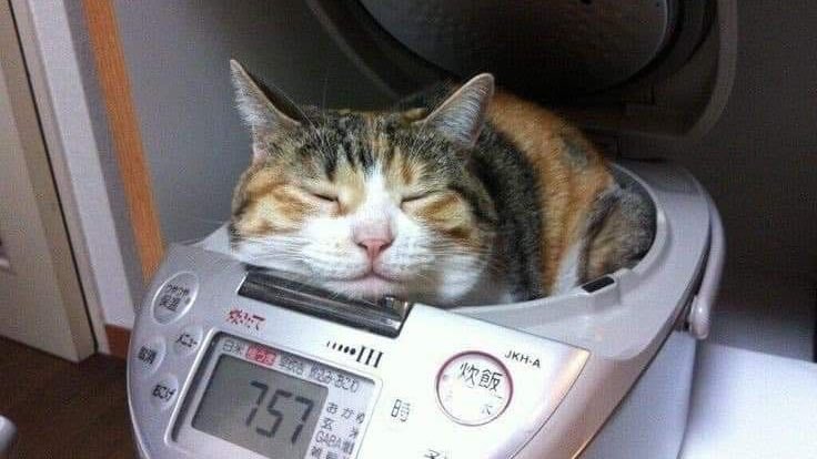 acquadiary's tweet image. 🧞

          haiiii i’m new to studytwt
          maya: she | her. eng | ita 18
          1st year of social work 🐠
          #studytwt #lifetwt #filmtwt

- ♡ = oomfs but a rt would be appreciated too